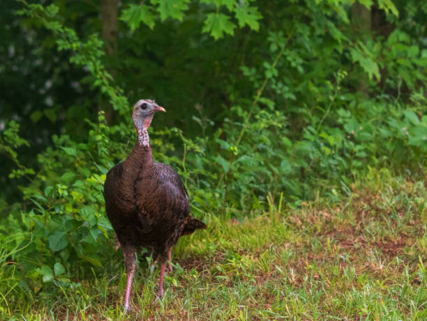 istock Female wild turkey looking to the right 1257055377
