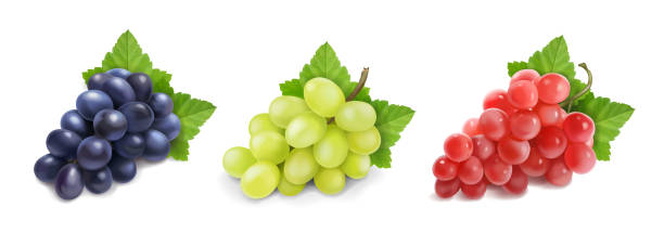 Different wine grapes. Green black red grape Different wine grapes. Green grapes, black and red pink muscatel grape banches 3d vector icon set. wine and oenology graphic stock illustrations