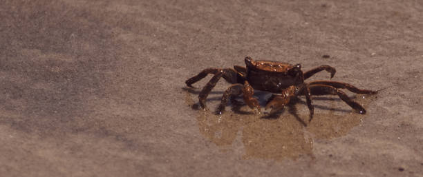 istock Crab in the Marsh 1257056223
