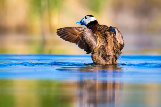 istock Swiming duck. Green nature background. Duck: White headed duck. Oxyura leucocephala. 1257056234