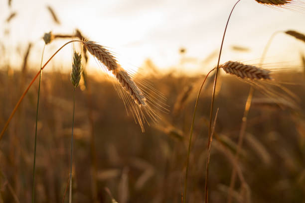 istock Gloden Wheat field at sunset light 1257056678