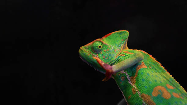 コピースペースを持つ黒の背景に分離された緑のカメレオン。選択的フォーカス。野生動物。 - lizard reptile branch textured ストックフォトと画像