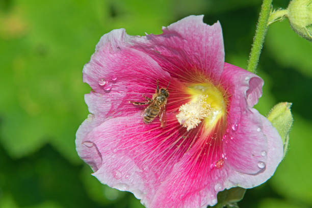 istock Honey bee on flower 1257057411
