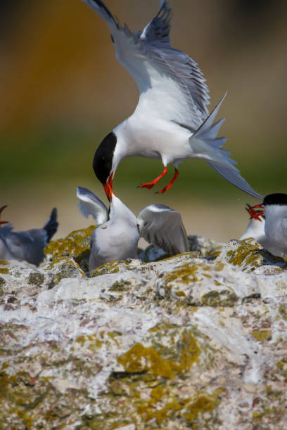 istock Common tern is feeding its family. Nature background and bird nest. Bird: Common Tern. Sterna hirundo. 1257057773