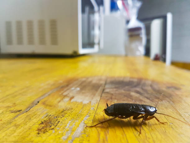 cockroach walks on a table stock photo