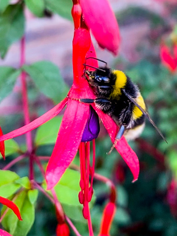A bumblebee rests on a fuchsia flower on a sunny July afternoon