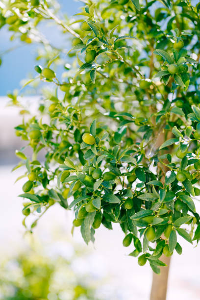 View of a small olive tree in a vase and the famous village of Fira Santorini in the background