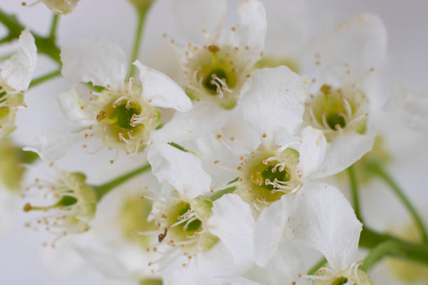 istock Bird cherry flower isolated on white background. Horizontal macro shot. Spring tree blooming. 1257058579