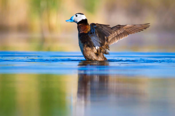 istock Swiming duck. Green nature background. Duck: White headed duck. Oxyura leucocephala. 1257058760