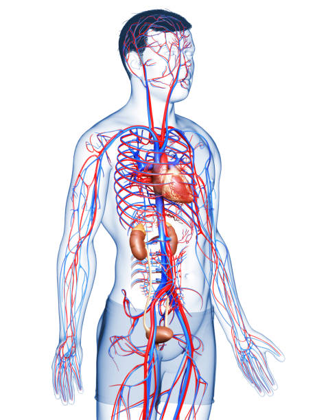 istock 3d rendered, medically accurate illustration of the kidneys and circulatory system 1257058895