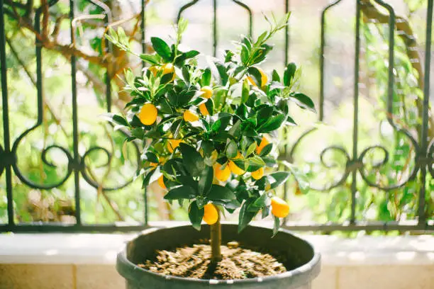 Kumquat tree in a pot with yellow fruits. High quality photo