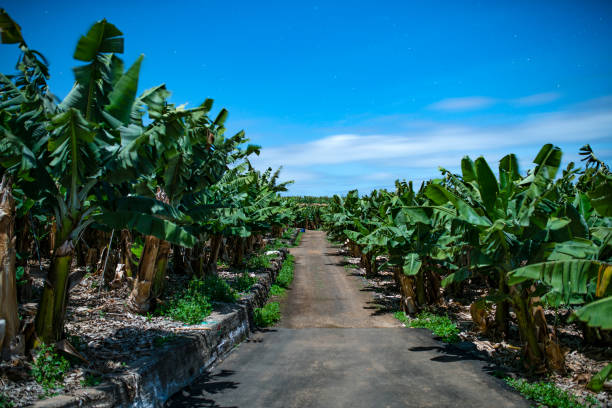 Plantacja bananów – zdjęcie