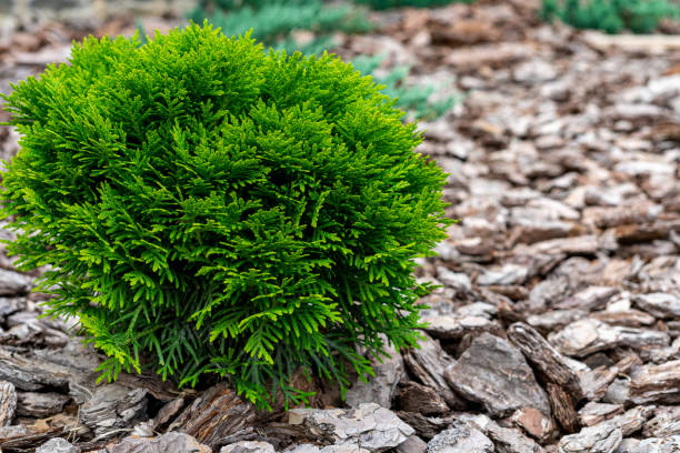 istock A small decorative bush. White cedar. Natural wood bark. Place for inscription 1257059047