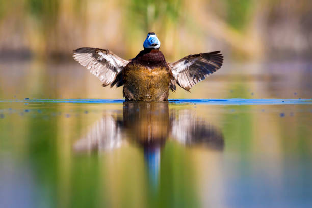 Swiming duck. Green nature background. Duck: White headed duck. Oxyura leucocephala.
