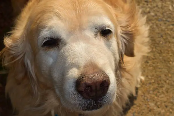 Our Golden Retriever Nala looking for attention in the afternoon sun