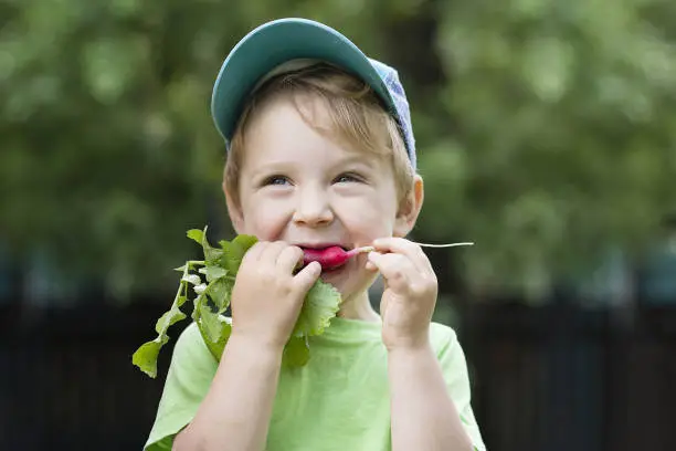A little boy in a cap and a green T-shirt eats fresh radishes. A satisfied child on the street holds a vegetable and gnaws it.