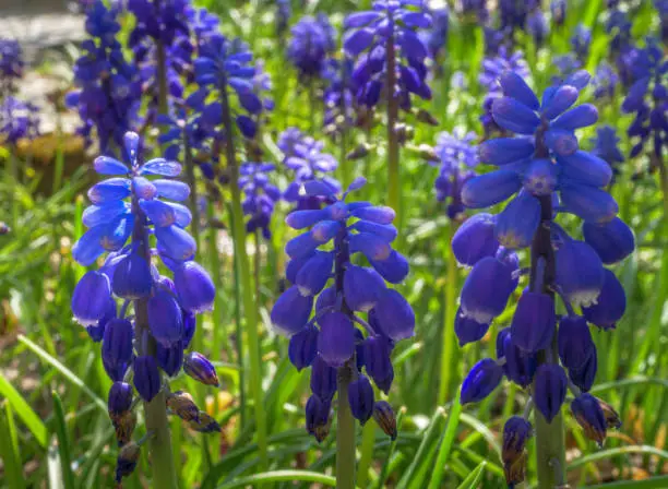 Grape Hyacinth (Muscari botryoides), Bavaria, Germany, Europe