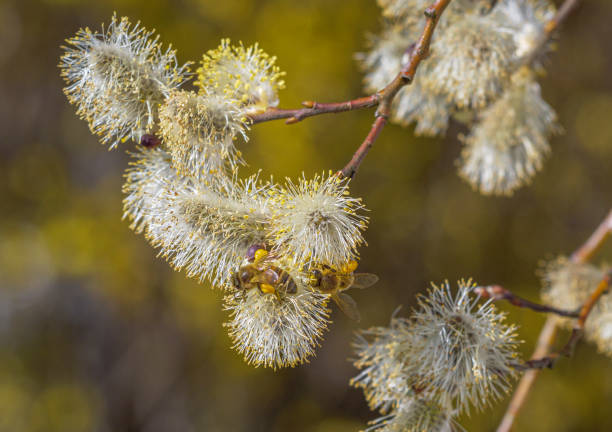 westliche honigbiene auf weide - goat willow stock-fotos und bilder