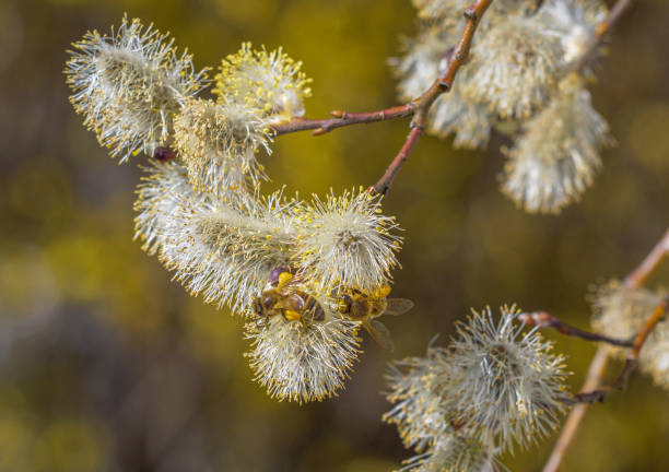 abeille de miel occidentale sur le saule - goat willow photos et images de collection