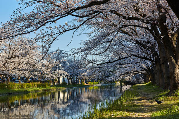 istock Cherry Blossom and Cherry Tree at Riverside, Tokyo, Japan 1257061706