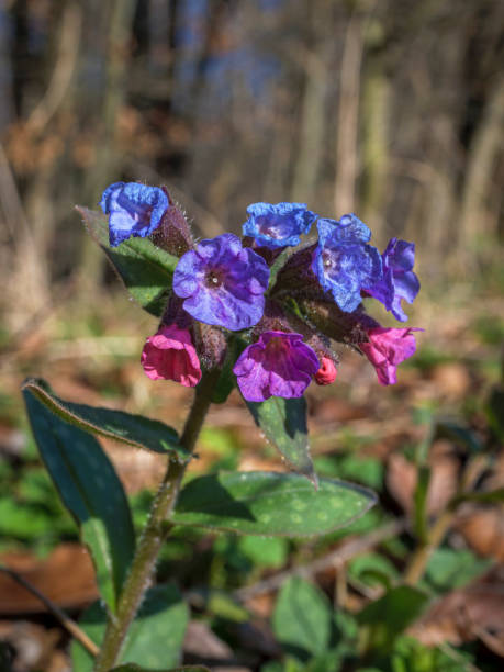 Common lungwort (Pulmonaria officinalis) Common lungwort (Pulmonaria officinalis), blossoms, Bavaria, Germany, Europe common lungwort pulmonaria officinalis stock pictures, royalty-free photos & images