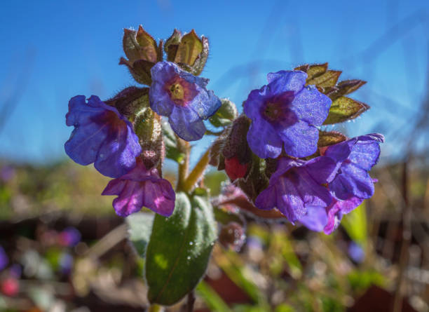 Common lungwort (Pulmonaria officinalis) Common lungwort (Pulmonaria officinalis), blossoms, Bavaria, Germany, Europe common lungwort pulmonaria officinalis stock pictures, royalty-free photos & images