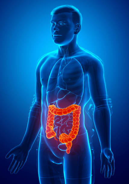 3dレンダリング、医学的に正確な男性の大腸解剖学のイラスト - descending colon ストックフォトと画像