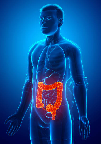 3d renderizada, ilustração medicamente precisa da anatomia do intestino grosso masculino - descending colon - fotografias e filmes do acervo