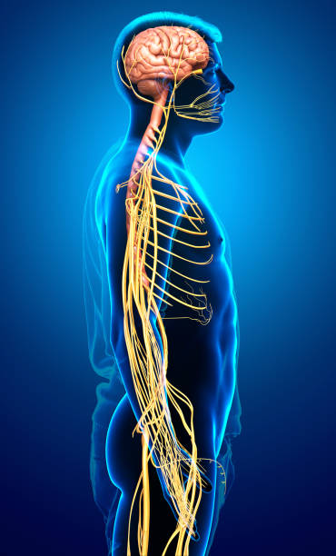 istock 3d rendered medically accurate illustration of a male nervous system 1257061962