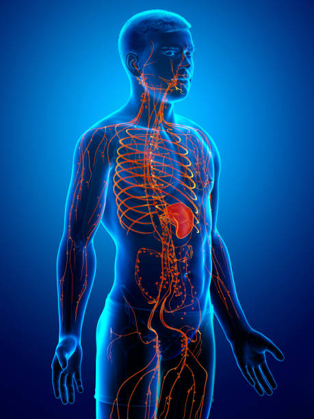 istock 3d rendered, medically accurate illustration of a male lymphatic system 1257062581