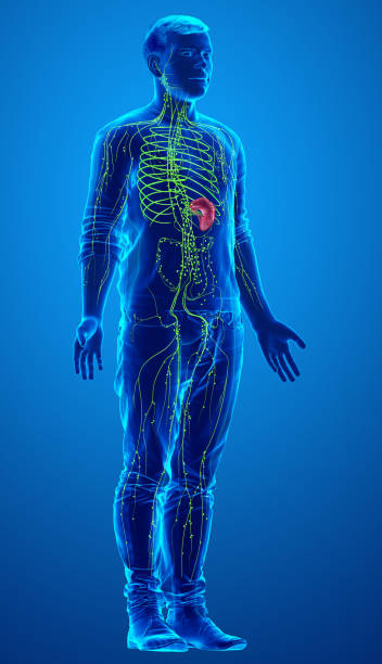 istock 3d rendered medically accurate illustration of a male lymphatic system 1257062617
