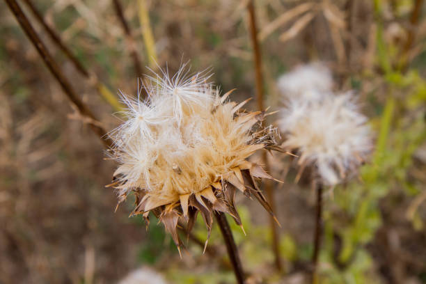 istock Thistle plant in a field after blooming 1257062728