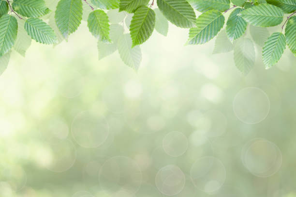 istock Green leaves on the nature background 1257062936
