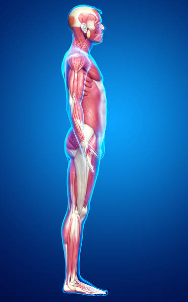 istock 3d rendered medically accurate illustration of a male muscle system 1257064497