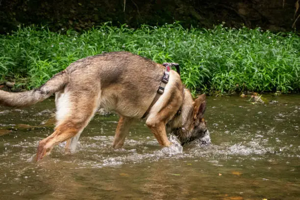Photo of German Shepherd in a Creek