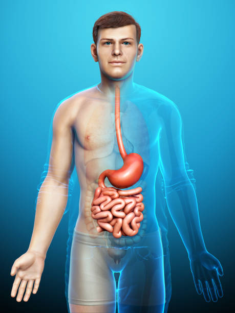 3d rendered, medically accurate illustration of a male stomach and small intestine stock photo