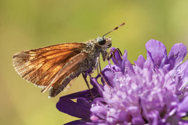 istock Large skipper butterfly (Ochlodes sylvanus) collects nectar on purple flower 1257066830