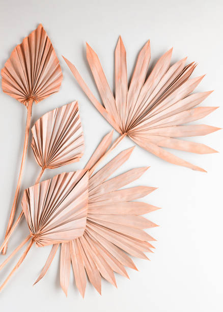Beauty dried palm leaves on pastel grey background