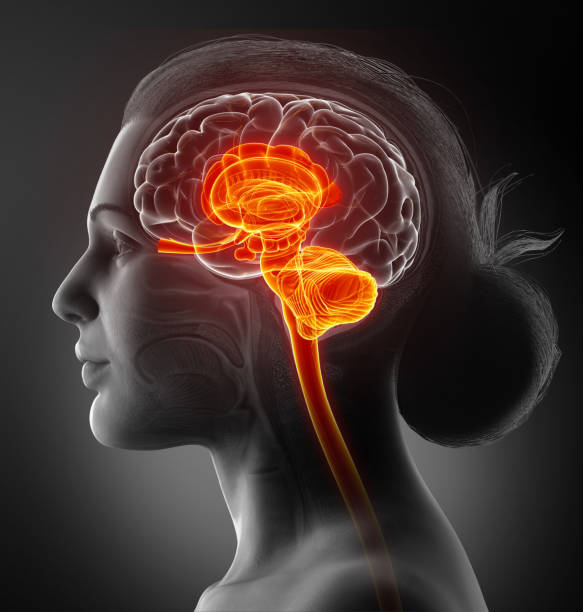3d renderowane medycznie dokładną ilustrację anatomii mózgu wewnętrznego - hypothalamus zdjęcia i obrazy z banku zdjęć