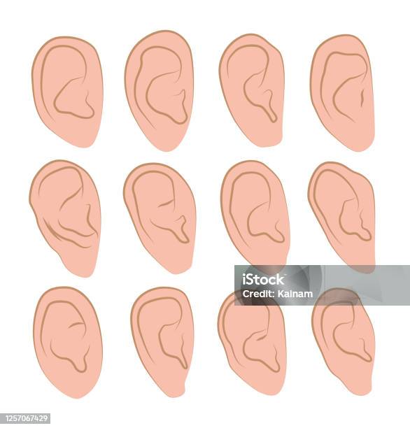 Ears Patterns. Image Vector Illustrations Set Of Hand Drawn Human Ears In Various Shapes On ...