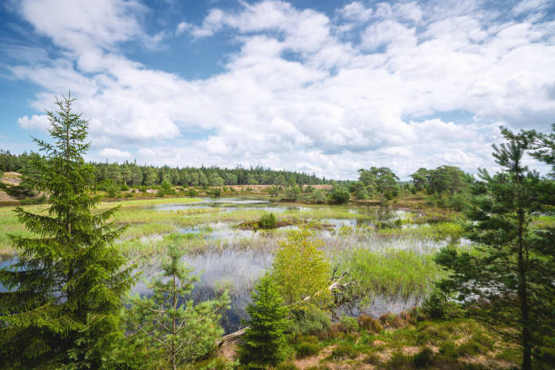 istock Beautiful nature in wetlands 1257068073