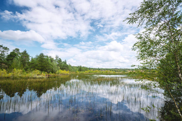 istock Wetland landscape with colorful trees 1257068158