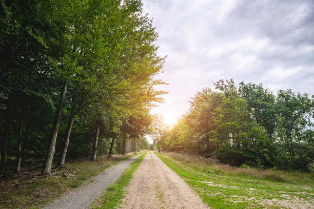 istock Dirt road in a green forest in the spring 1257068275