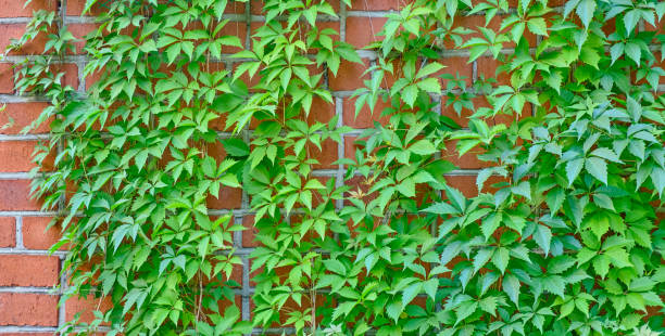 Texture of green leaves of maiden grape creeper on orange brick wall as background Banner