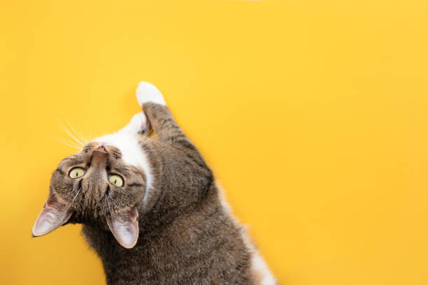 istock Gray tabby cat relaxing on a yellow background. 1257068531