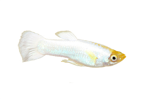 Snow White Platinum Guppy Aquarium Fish Poecilia reticulata