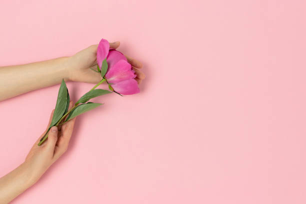 istock Female hands hold peony flower on a pink pastel background. 1257068728