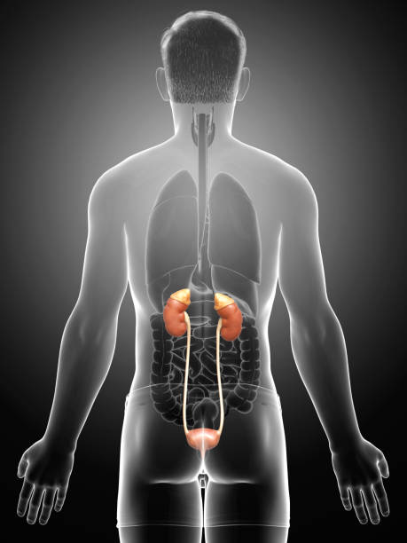 istock 3d rendered, medically accurate illustration of the kidneys 1257069315