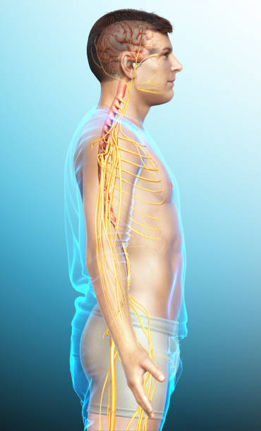 istock 3d rendered medically accurate illustration of a male nervous system 1257069473
