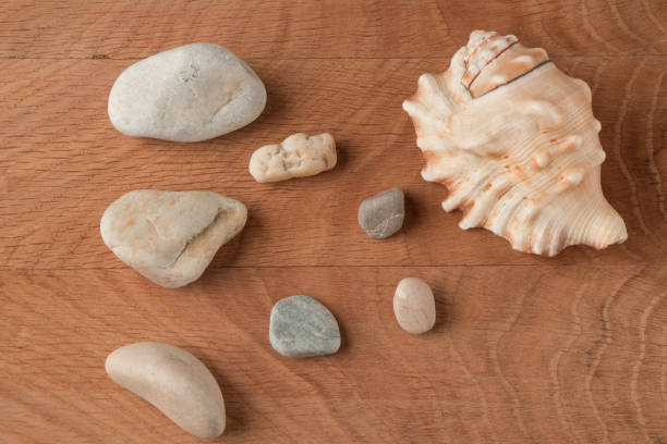 istock Smooth stones of various sizes and shells are scattered on the wood board 1257069732